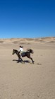 HORSEBACK RIDING IN HURGHADA (1 HOUR $ 15, 2 HOURS $22)